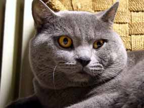 Noe l�t� �elma (9 kB)