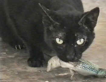 Pichu s ko�ist� - je�t�rkou (8 kB)