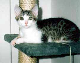 My��k - portr�t na �plhadle (6 kB)