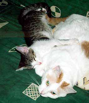 My��k le�� na Sn�hul�kovi - valn� hromada (11 kB)