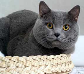 Noe v o�atce (9 kB)