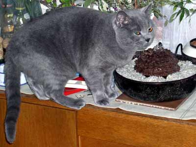 Noe pije vodu z font�ny (16 kB)