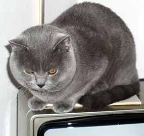 Noe se vyh��v� na televizi (7 kB)