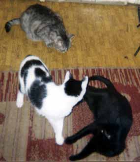 Uv�tac� v�bor po m�m p��chodu z pr�ce (9 kB)