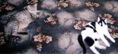 Mark�ta a �imon na koberci (12 kB)