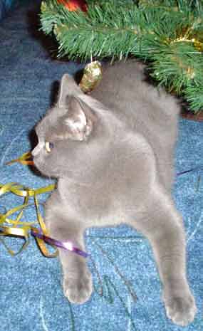 ��rl�nka s nastra�en�mi u�i u strome�ku (14 kB)