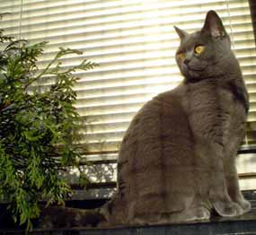 ��rl�nka 'lov�' zvuky na okn� (11 kB)