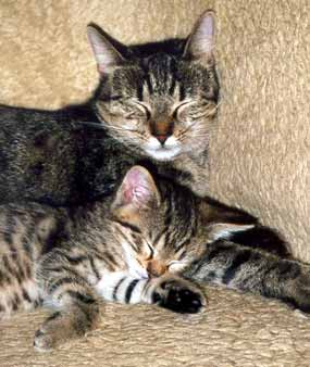 Ko�i�ka Moure�ek a jej� kot� sp� na gau�i (17 kB)