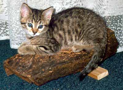 Ko�i�ka Moure�ek na sv�m �kr�badle (20 kB)