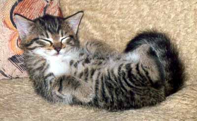 Kot� ko�i�ky Moure�ka a sp� na z�dech na gu�i (15 kB)