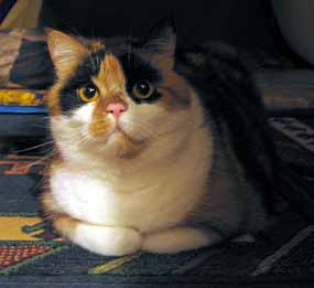 Dumka ze st�nu pozoruje po krmen� svoje krmi�e (7 kB)