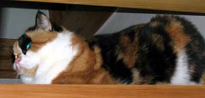 Po j�dle pozoruje Dumka krmi�e ze schod�... (7 kB)