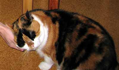 P�ed serv�rov�n�m ve�ern� ryby je Dumka kamar�d se v�emi (10 kB)