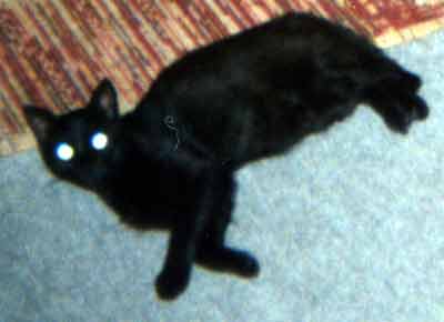 Fil�pek le�� na koberci (8 kB)