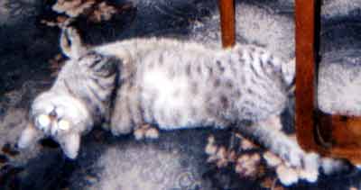 Na z�dech v�lej�c� se �imon (8 kB)