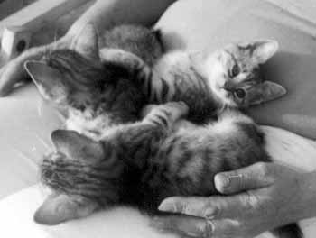 Ko�ata na kl�n� m� maminky (8 kB)