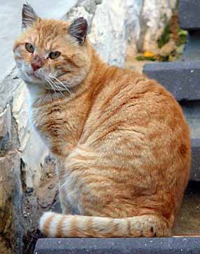 Ko�ka na schodech u na�eho domu (16 kB)