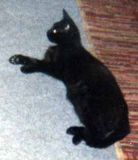 Fil�pek odpo��v� na kobere�ku (9 kB)