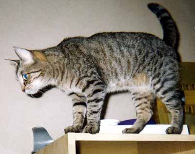 M�a ze sk��n� pozoruje (14 kB)