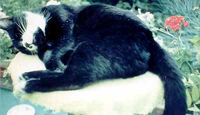 Hubi�ka odpo��v� na �idli�ce od pi�na (13 kB)