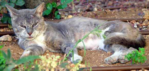 Jak p��jemn� odpo��vat a jen se koukat! (26 kB)