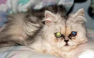 �in�ucha na kl�n� (9 kB)