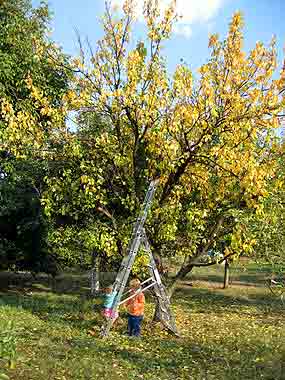 Vlevo vzadu za �eb��kem, kter� zaj�m� na�e d�ti, je o�ech - m�sto odpo�inku �ervenkovic ko�ek - F� (21 kB)