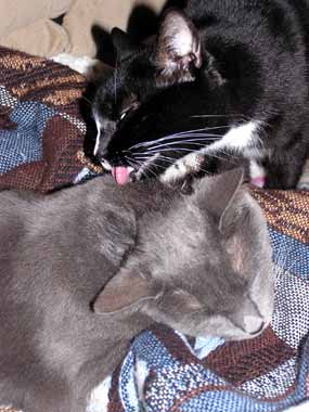 Dixie u� zase l�e Smoky (18 kB)