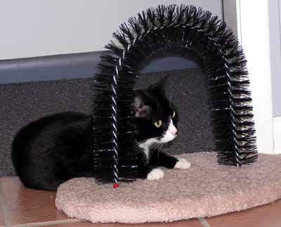 Dixie r�da leh� u kart��e (14 kB)