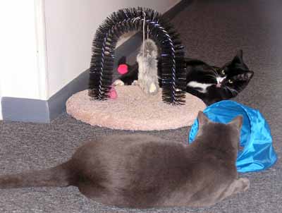 Ko�ky si hraj� u kart��e (13 kB)