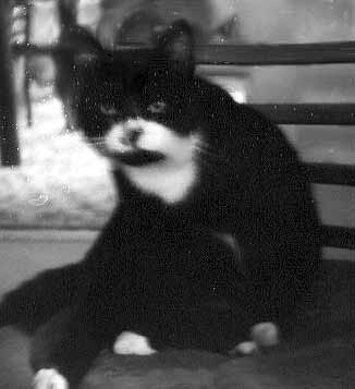 Hrub�k p�zuje na �idli (10 kB)