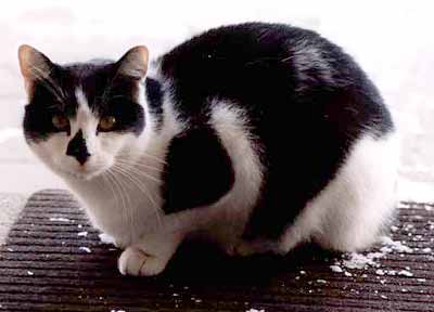 Sousedovic ko�ka (12 kB)