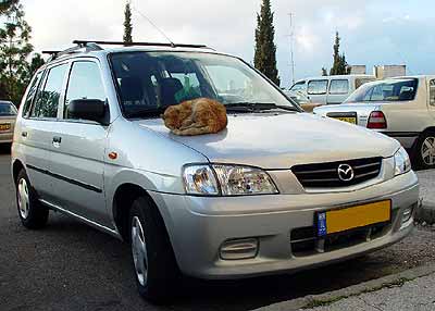 Zjevn� spokojen� ko�ka se vyh��v� na tepl� kapot� auta (19 kB)