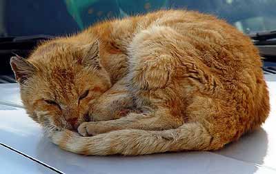 Pohled zbl�zka, jak si ko�ka 'med� v teple' (15 kB)