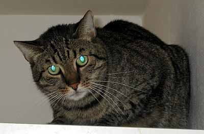 Jon� se kr�� na sk��ni - F� (11 kB)