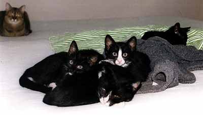 Vp�edu Mike��ina ko�ata, kter� vlevo naho�e pozoruje Roz�rka (9 kB)