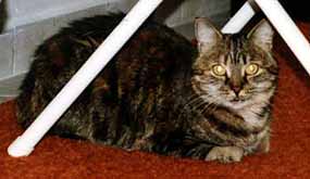 Baru�ka pod �ehl�c�m prknem (7 kB)