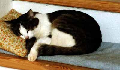 Le��c� S�ra (10 kB)