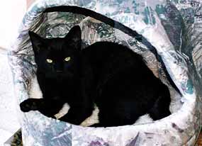 Mrn�sek p�ed domem v molitanov� kukani (10 kB)