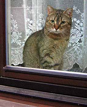 Cecilka pozoruje n� odjezd sed�ce za oknem - F� (20 kB)