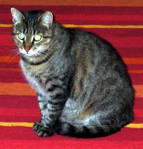 Honz�k sed� na koberci - F� (11 kB)