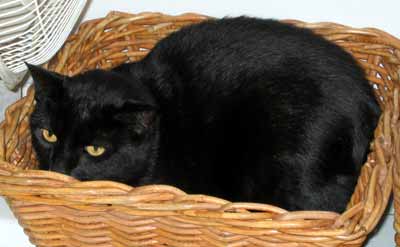 �ja se kr�� v ko��ku - F� (12 kB)