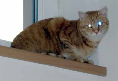 P�a sed� na okn� u schodi�t� - F� (7 kB)