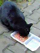 Pepina ob�dv� (4 kB)