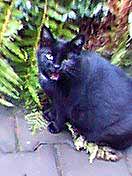 Pepina m�ouk� - d�kuje za ob�d (6 kB)