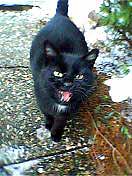 Pepina by si dala n�up (7 kB)