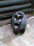 Pepina sed� u chaty (4 kB)