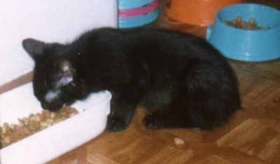 Prcek - kdo pozd� chod�... (6 kB)