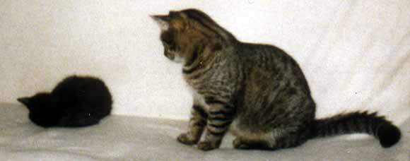 Je to v�bec ko�ka to mal�... (10 kB)