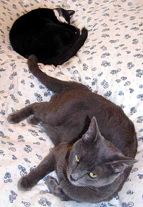 Ko�ky zabo�en� v pe�in�ch (20 kB)